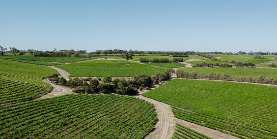 Vineyards
